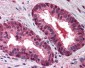 CUL2 / Cullin 2 Antibody (C-Terminus)